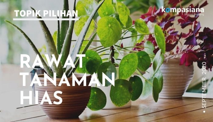Susah susah Gampang Merawat Tanaman  Hias Kompasiana com Susah susah Gampang Merawat Tanaman  Hias Kompasiana com
