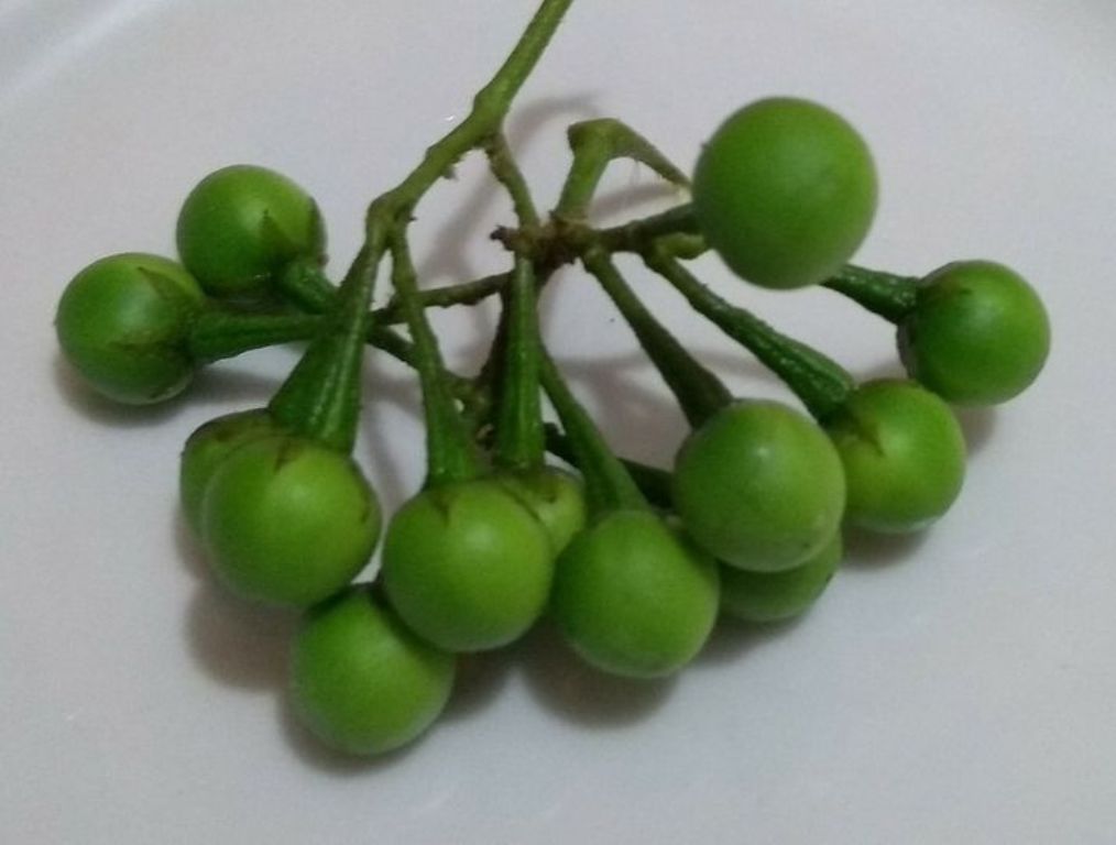 Karipikk Rimbang Mengenal Rimbang Si Pahit Manis, Makanan Murah Bernilai Mahal Halaman 1 ...