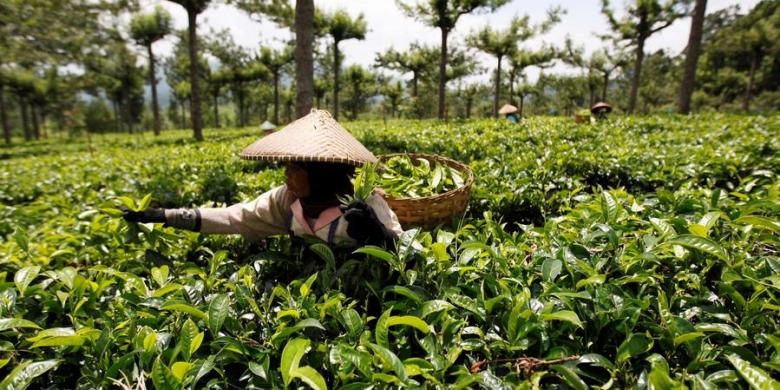 Jarak Tanam yang Menyesatkan Halaman 1 Kompasiana com Jarak Tanam yang Menyesatkan Halaman 1 Kompasiana com