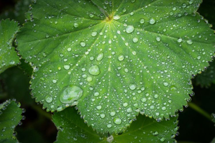 Kabus Embun Siklus Embun - Kompasiana.com