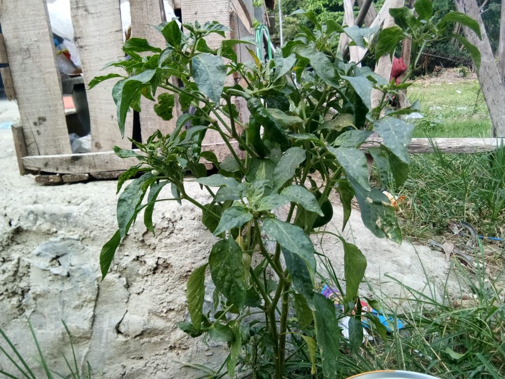 Tanaman  Cabe yang  Tumbuh  Sendiri  di Halaman sebagai   Tanaman  Cabe yang  Tumbuh  Sendiri  di Halaman sebagai