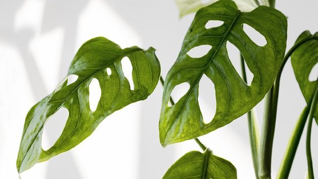 Usaha Tanaman Hias Janda Bolong Dengan Manfaat Multiplier Effect Kompasiana Com