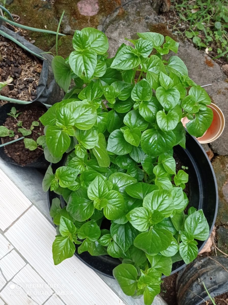 3 Teknik Menanam Sirih Di Lahan Sempit Agar Tumbuh Hijau Segar