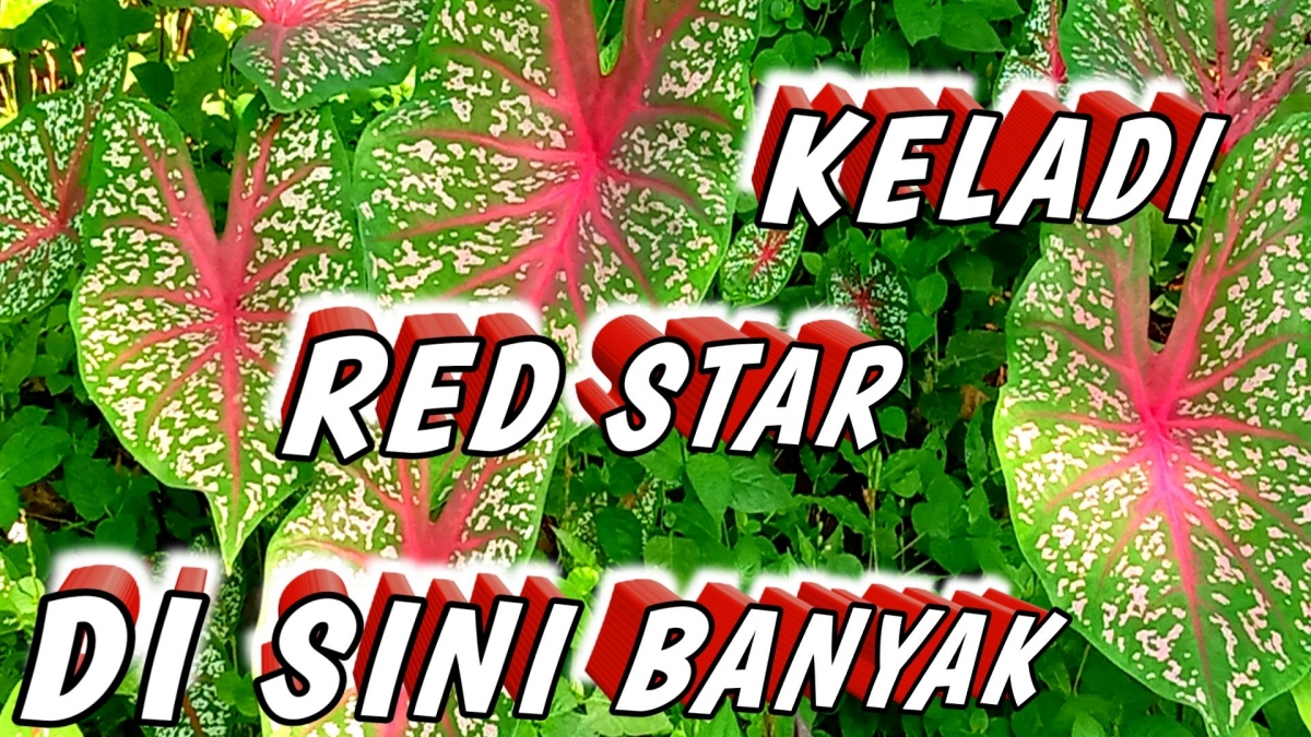 Tanaman Hias yang Lagi Trend 2021 oleh Ayy Riz Channel Tanaman Hias yang Lagi Trend 2021 oleh Ayy Riz Channel