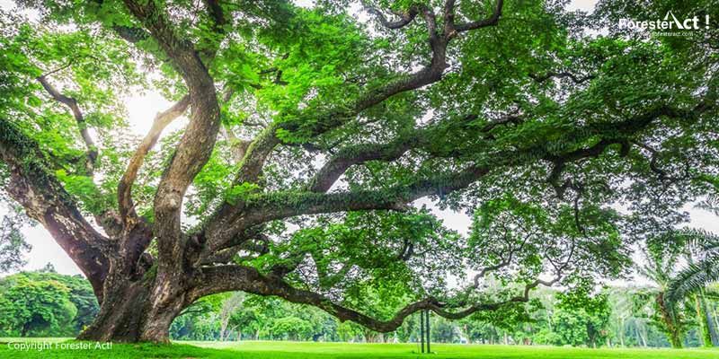 Namaku Trembesi Dengarlah Pintaku Ini Halaman 1 Namaku Trembesi Dengarlah Pintaku Ini Halaman 1