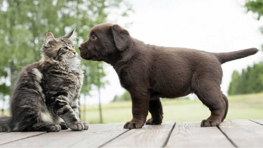 Anjing dan Kucing Tidak Pernah Akur, Bagaimana dengan Pemiliknya 