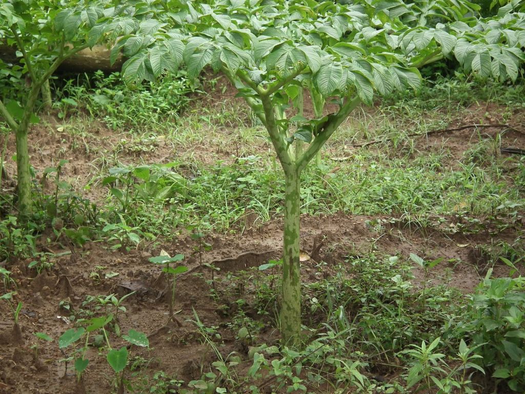 Selain Bisa Membuat Menjadi Miliarder Daun  dari Tanaman 