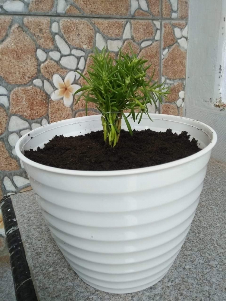 Membuat Bonsai Krokot Tidak Semudah yang Dibayangkan Membuat Bonsai Krokot Tidak Semudah yang Dibayangkan