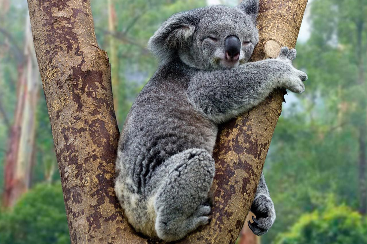 Sesekali Tirulah Gaya Hidup Koala Halaman 1 - Kompasiana.com