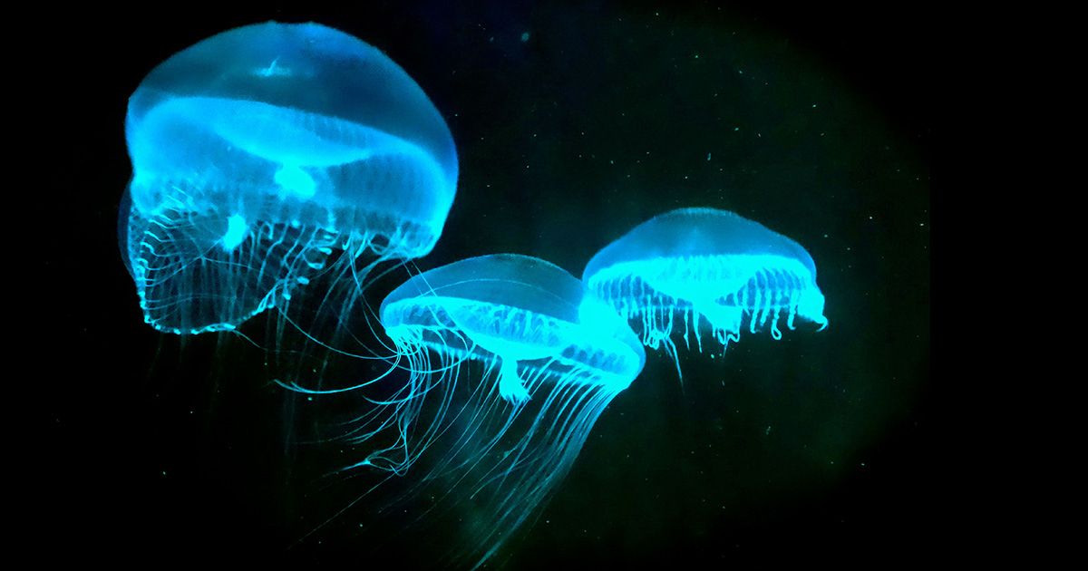 Mengenal Bota Laut Bakteri yang Bercahaya Photobacterium Mengenal Bota Laut Bakteri yang Bercahaya Photobacterium