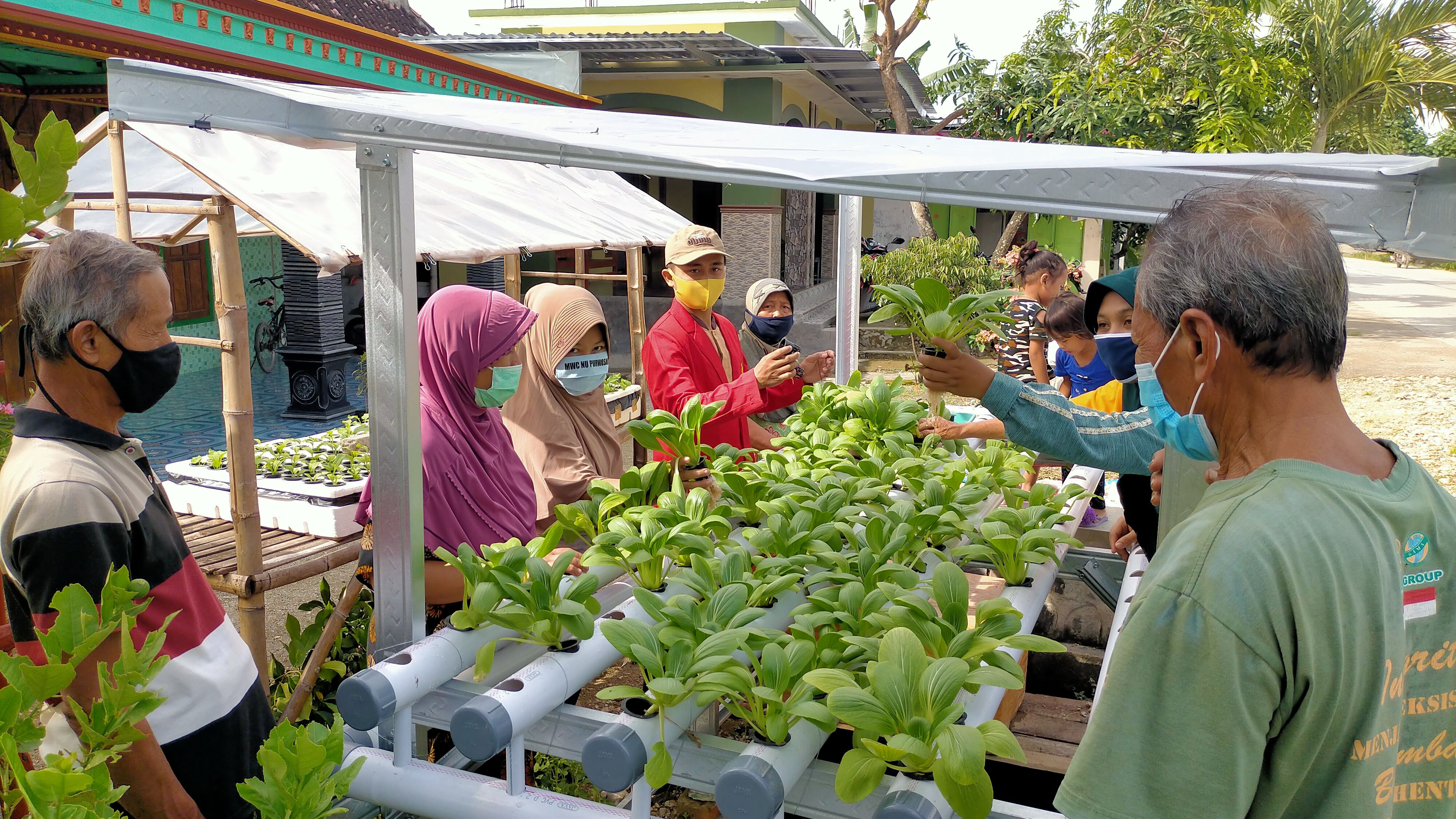 Pelatihan Pertanian Hidroponik Melalui Program KKN Untag Di Desa Pelem ...