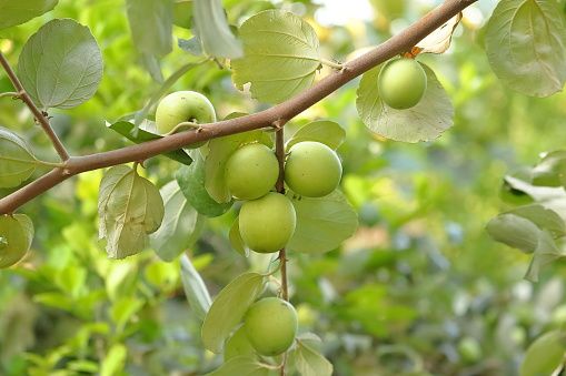 4 Manfaat Daun Bidara yang Sering Digunakan - Kompasiana.com