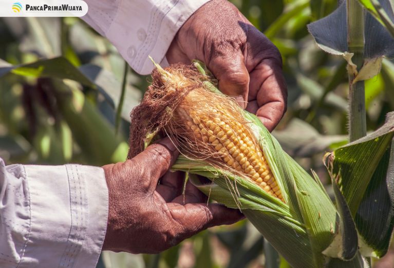 Menakjubkan Jagung Dapat Mengatasi Kolesterol Halaman 1 Kompasiana Com