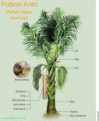 Membudidayakan Pohon Aren di Antara Tanaman Kopi Solusi Menarik dalam  Meningkatkan Ekonomi Masyarakat Halaman 1 - Kompasiana.com