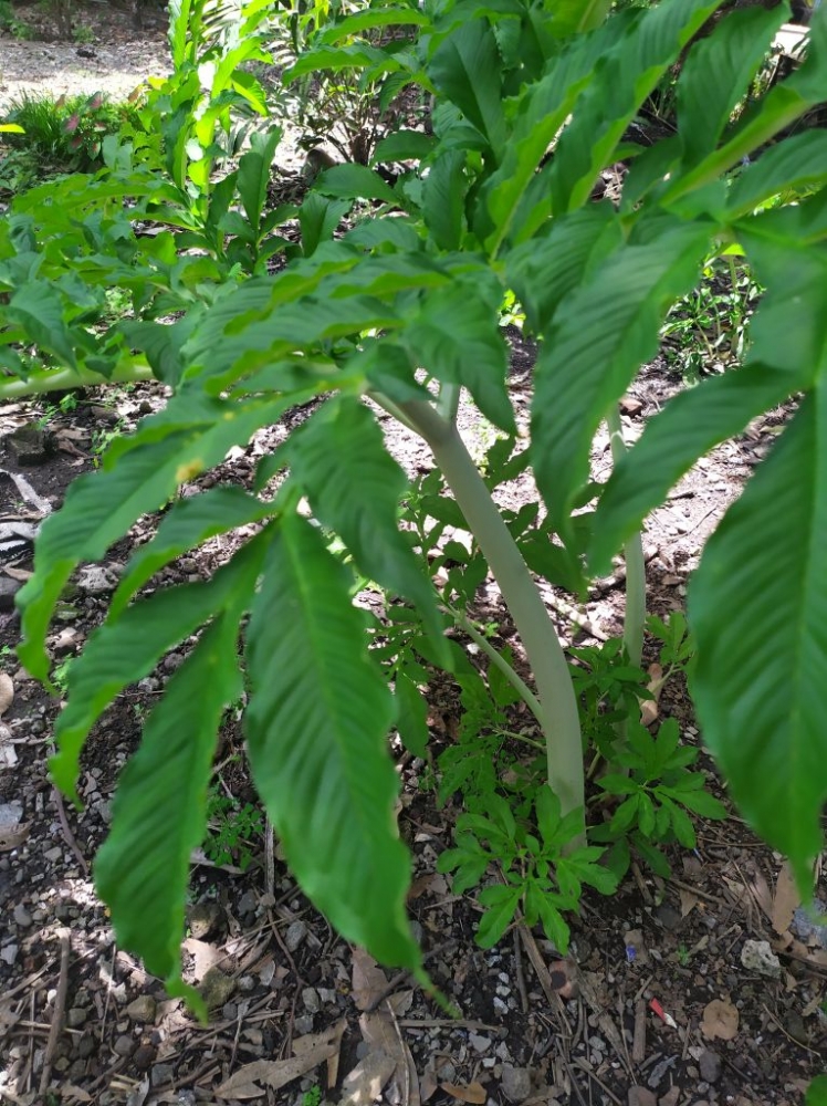Petani Harus Tahu Tidak Semua Jenis Porang Menghasilkan Petani Harus Tahu Tidak Semua Jenis Porang Menghasilkan