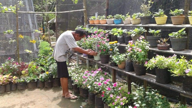 Tanaman Hias Diera Pandemi Halaman All Kompasiana Com