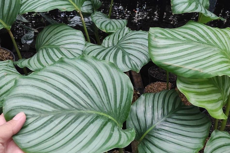Terpesona Calathea  Orbifolia  Tanaman Hias 2022 Berdaun  Terpesona Calathea  Orbifolia  Tanaman Hias 2022 Berdaun