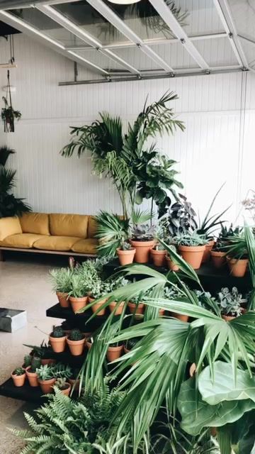 Tanaman  Hias  2022 yang Paling  Banyak  Dicari  dan Diminati   Tanaman  Hias  2022 yang Paling  Banyak  Dicari  dan Diminati