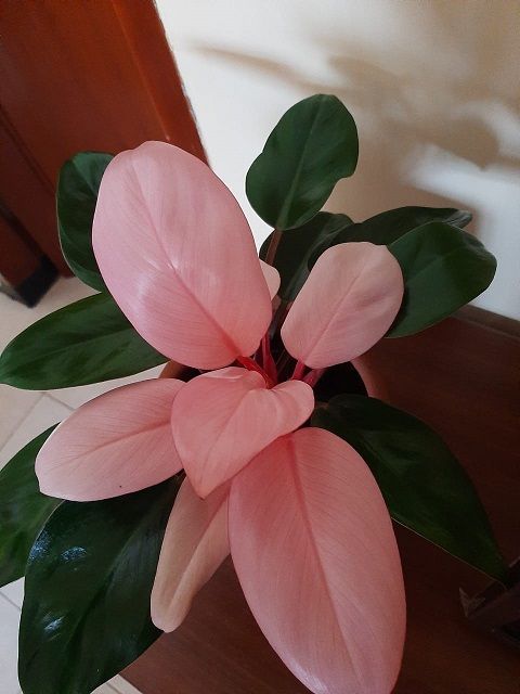 Tanaman Hias Apa yang Bakalan menjadi Tren di tahun 2022 Tanaman Hias Apa yang Bakalan menjadi Tren di tahun 2022