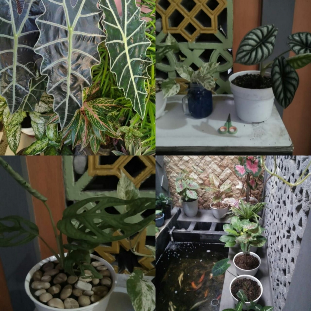 Tren Tanaman Hias 2022  Tidak Hanya Menjadi Hobi tetapi   Tren Tanaman Hias 2022  Tidak Hanya Menjadi Hobi tetapi