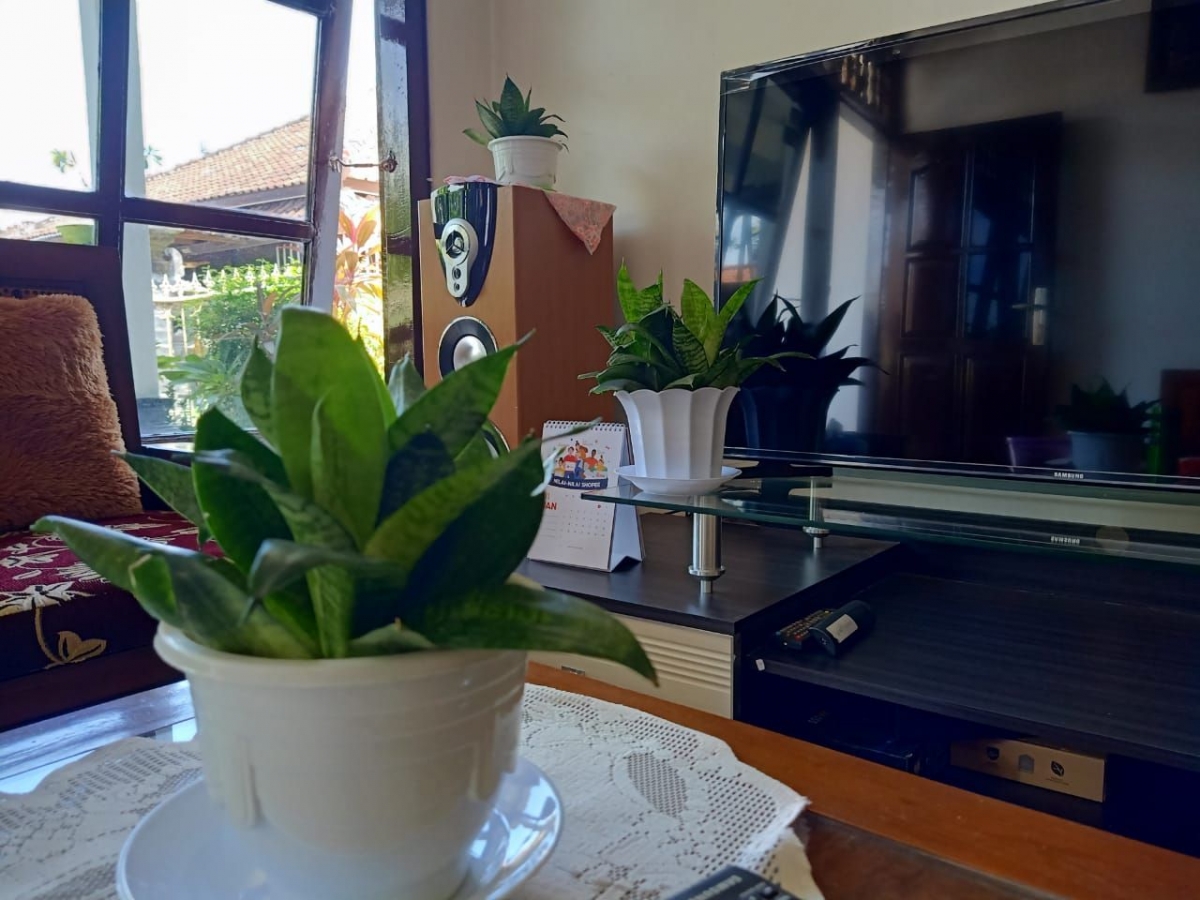 Tanaman Hias 2021 Sansevieria, Pencegah Polusi, Penghasil