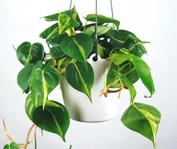 Tanaman Hias 2021 Masih Tren Atau Tidak Kompasiana 