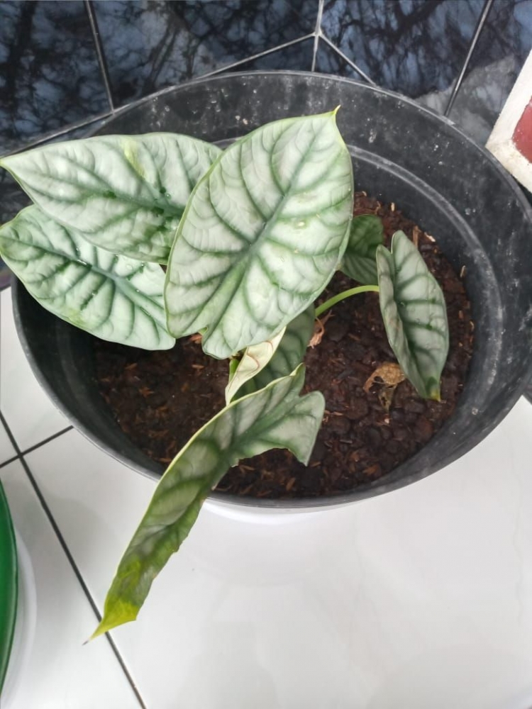 Alocasia  Tengkorak akan Mewarnai Tanaman  Hias  2022   Alocasia  Tengkorak akan Mewarnai Tanaman  Hias  2022