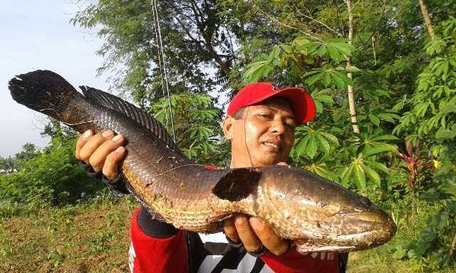 Lubuk ikan Gabus / Haruan 