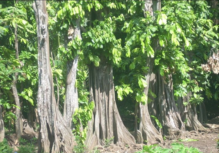 Gayam Uniknya Si Buah Gayam Halaman 1 - Kompasiana.com
