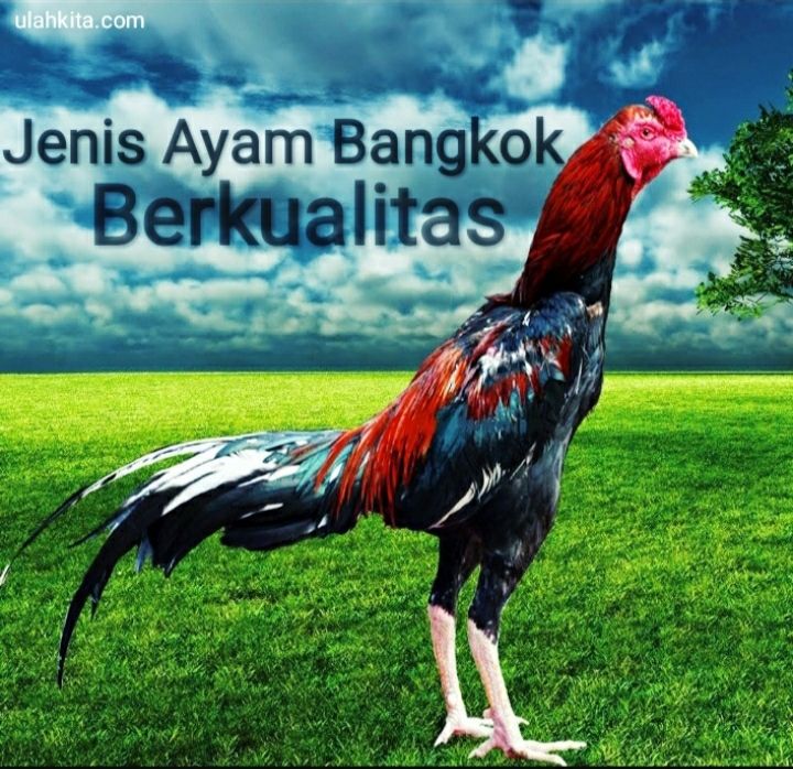 Jenis Ayam Bangkok, Jenis Ayam Aduan Super Yang Paling Banyak Dicari  Halaman 1 - Kompasiana.com