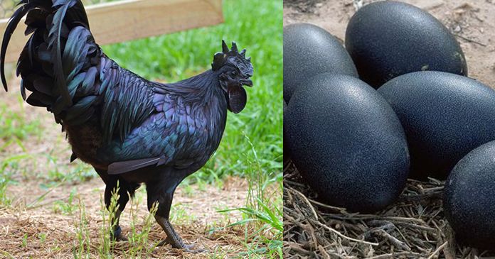 Ayam hitam telurnya putih