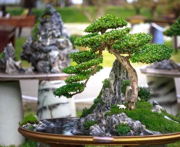 Meniti Jejak Ahli Bonsai Panduan Lengkap Budidaya Bonsai