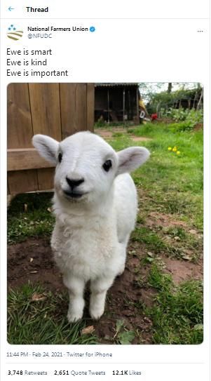 Yuk Mengenal Istilah Hewan Dan Anakannya Dalam Bahasa Inggris Halaman 1 Kompasiana Com