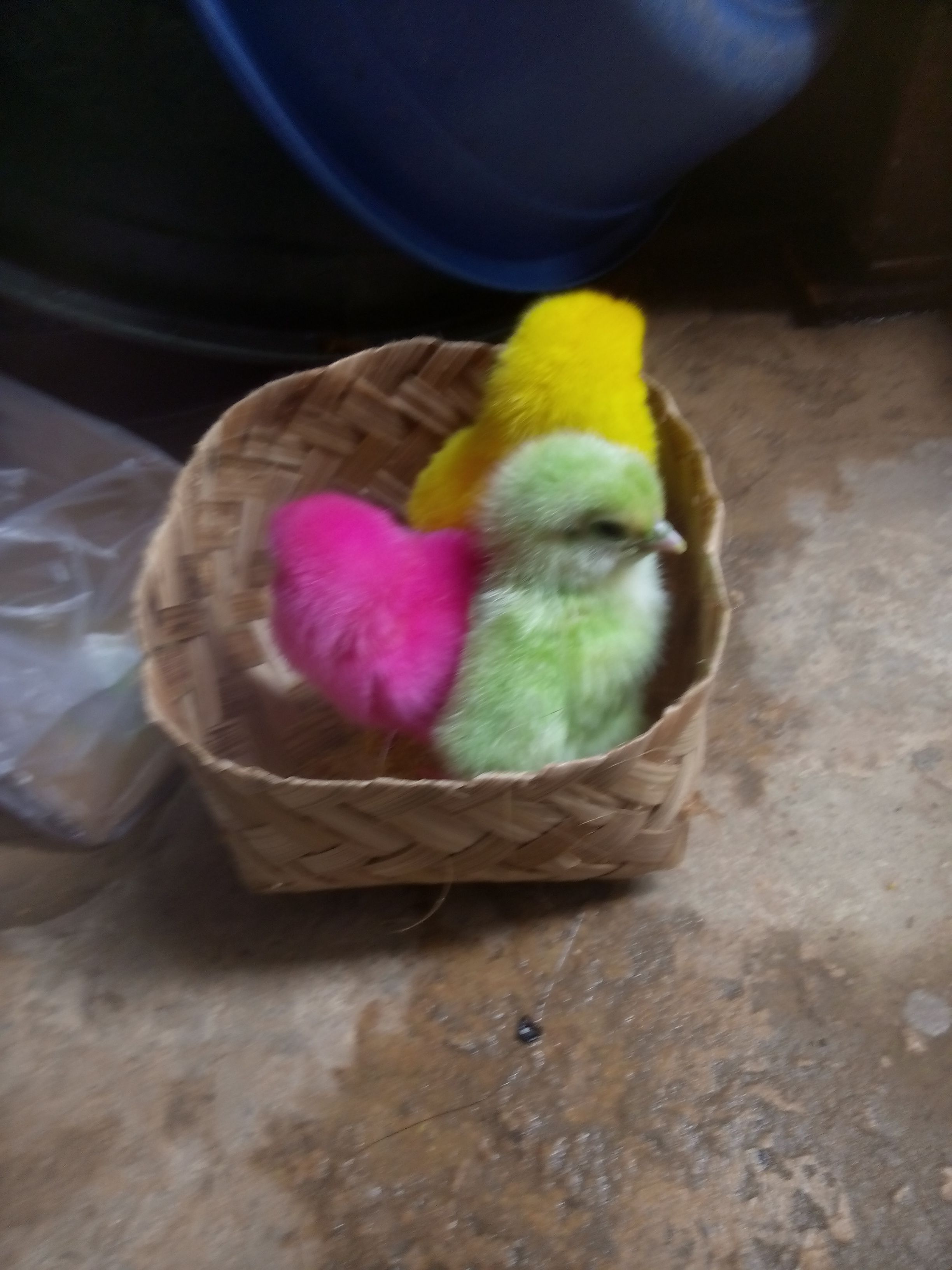 Anak Ayam Warna Kompasiana Com