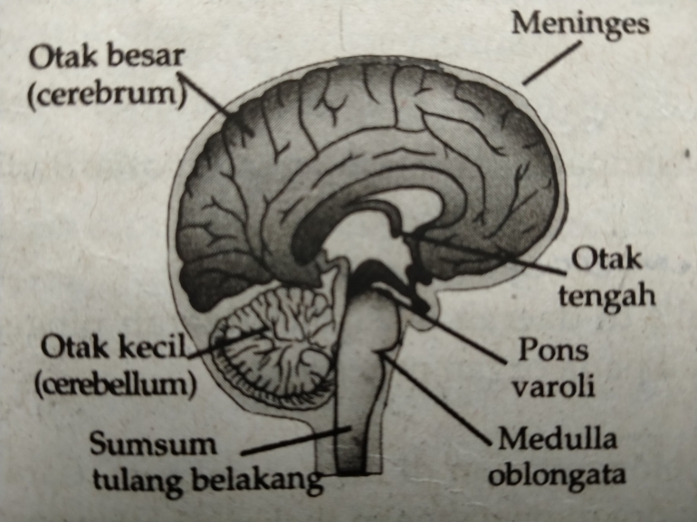 Apa Sih Anatomi Otak Itu Halaman All Kompasiana Com Apa Sih Anatomi Otak Itu Halaman All Kompasiana Com