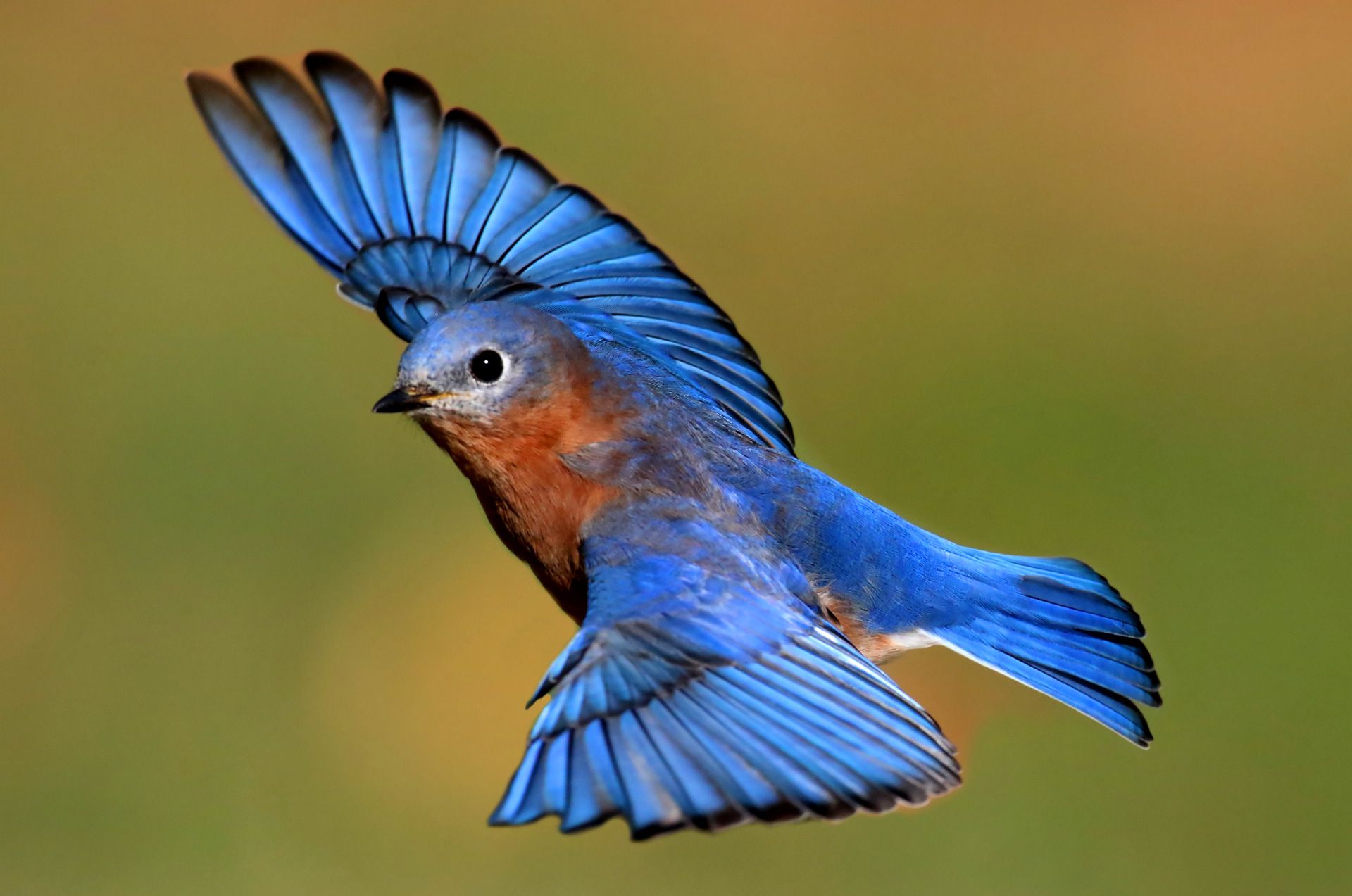 Kamisikology (2): Burung Cantik Berwarna Biru Halaman 1 - Kompasiana.com