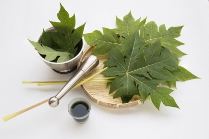 Kandungan Daun Pepaya Untuk Ayam Aduan Halaman All Kompasiana Kandungan Daun Pepaya Untuk Ayam Aduan Halaman All Kompasiana