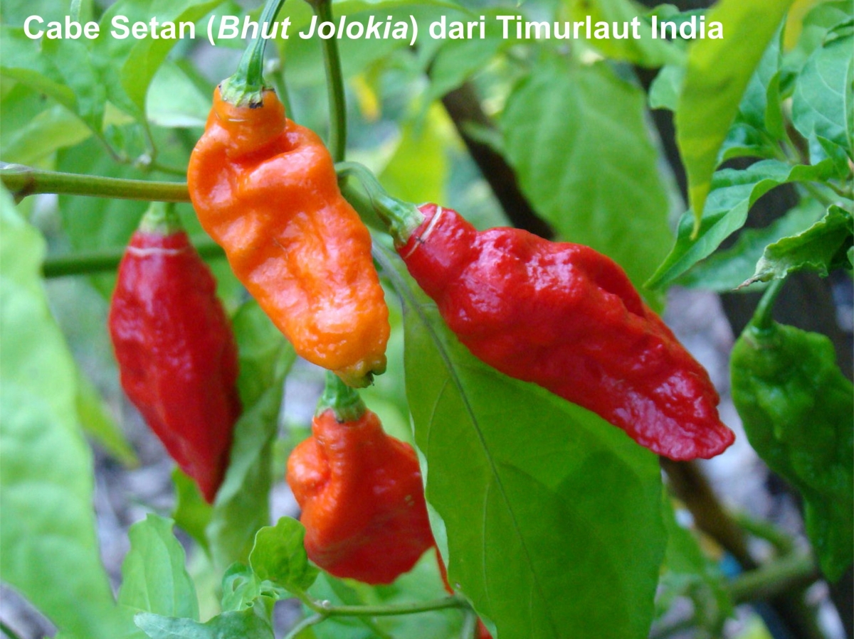 Mau Tahu Level Kepedasan Cabe? Pakai Skala Scoville Halaman 1 ...