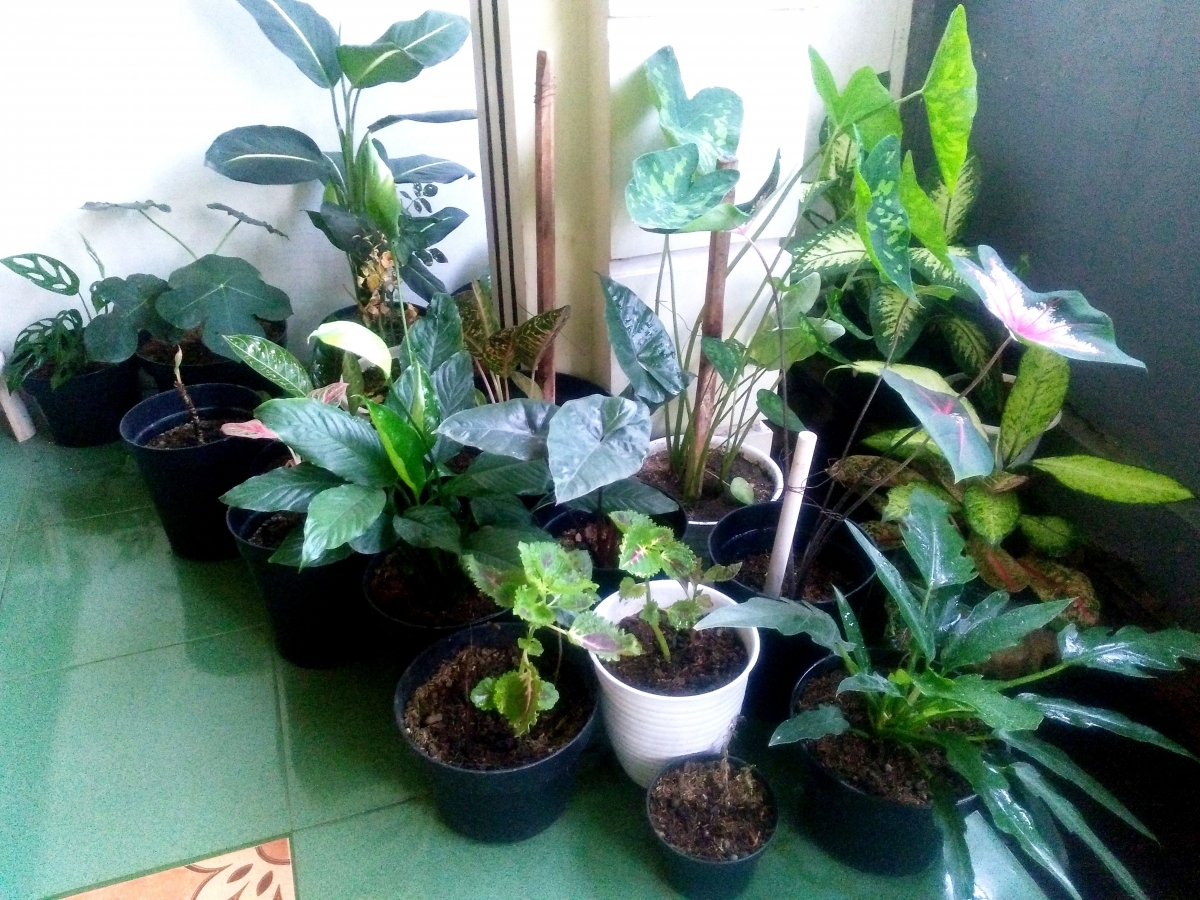 Merawat Sudut  Taman  Menggugah Rasa Saat di Rumah Saja  Merawat Sudut  Taman  Menggugah Rasa Saat di Rumah Saja