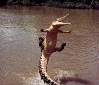 Buaya Darat Buaya Laut Buaya Udara Kompasiana Com