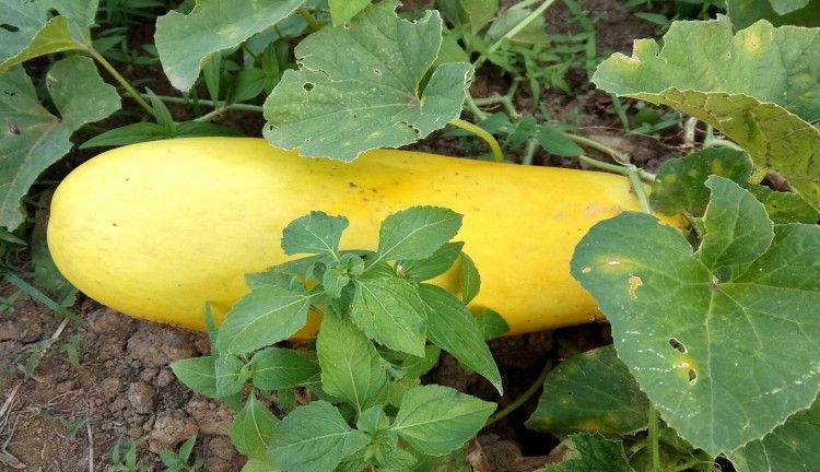 Cerpen Timun Suri Di Hari Lebaran Halaman All Kompasiana Com