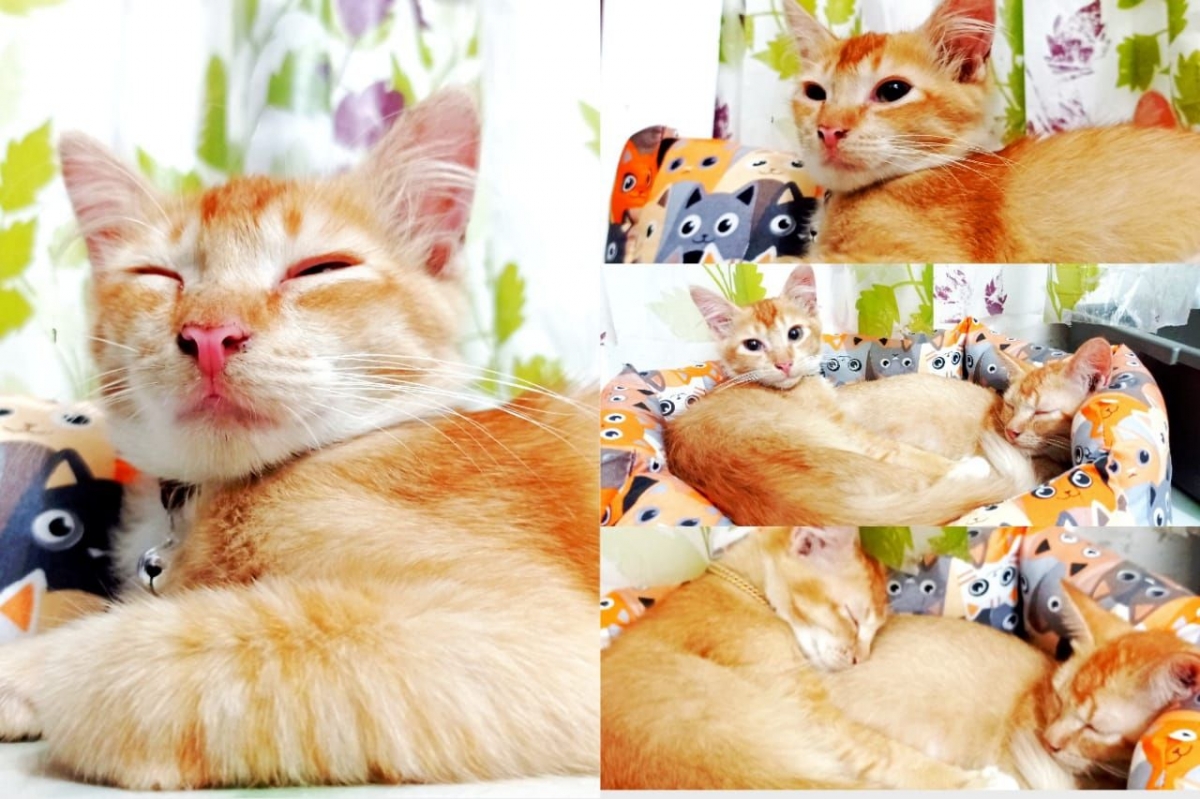 Berikut Cara Merawat Kucing Oren agar Menjadi Kucing Lucu Berikut Cara Merawat Kucing Oren agar Menjadi Kucing Lucu