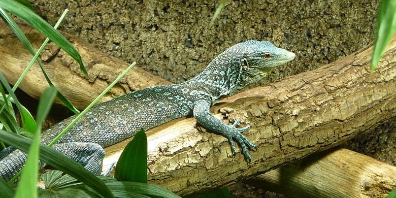 Menjelaskan Halal Haramnya Antara Dhab Dan Biawak Halaman 1 Kompasiana Com