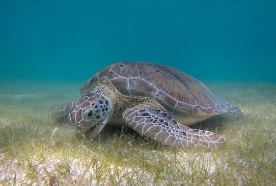 Turtle Excluding Device Teknologi Turtle Exclude Device: Mengubah Nasib Penyu dari Jaring ...