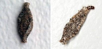 Binatang Kecil Di Dinding Rumah