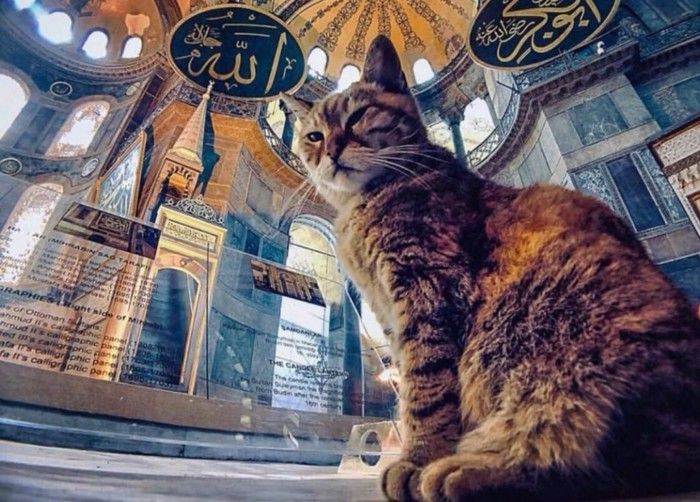 Sunah Rasul dan Berkah Memelihara Kucing Halaman 1 - Kompasiana.com