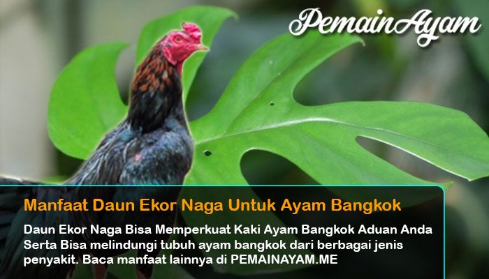 Manfaat Daun Ekor Naga Untuk Ayam Bangkok Yang Harus Kalian Ketahui Halaman 1 Kompasiana Com