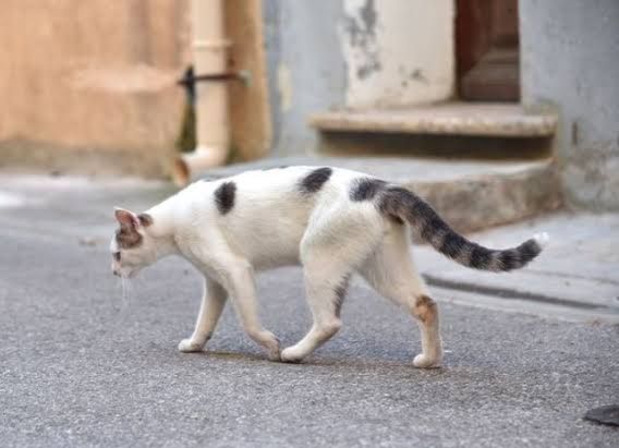 Namja, Kucing Manja yang Menyusul Ibu ke Surga Halaman 1 