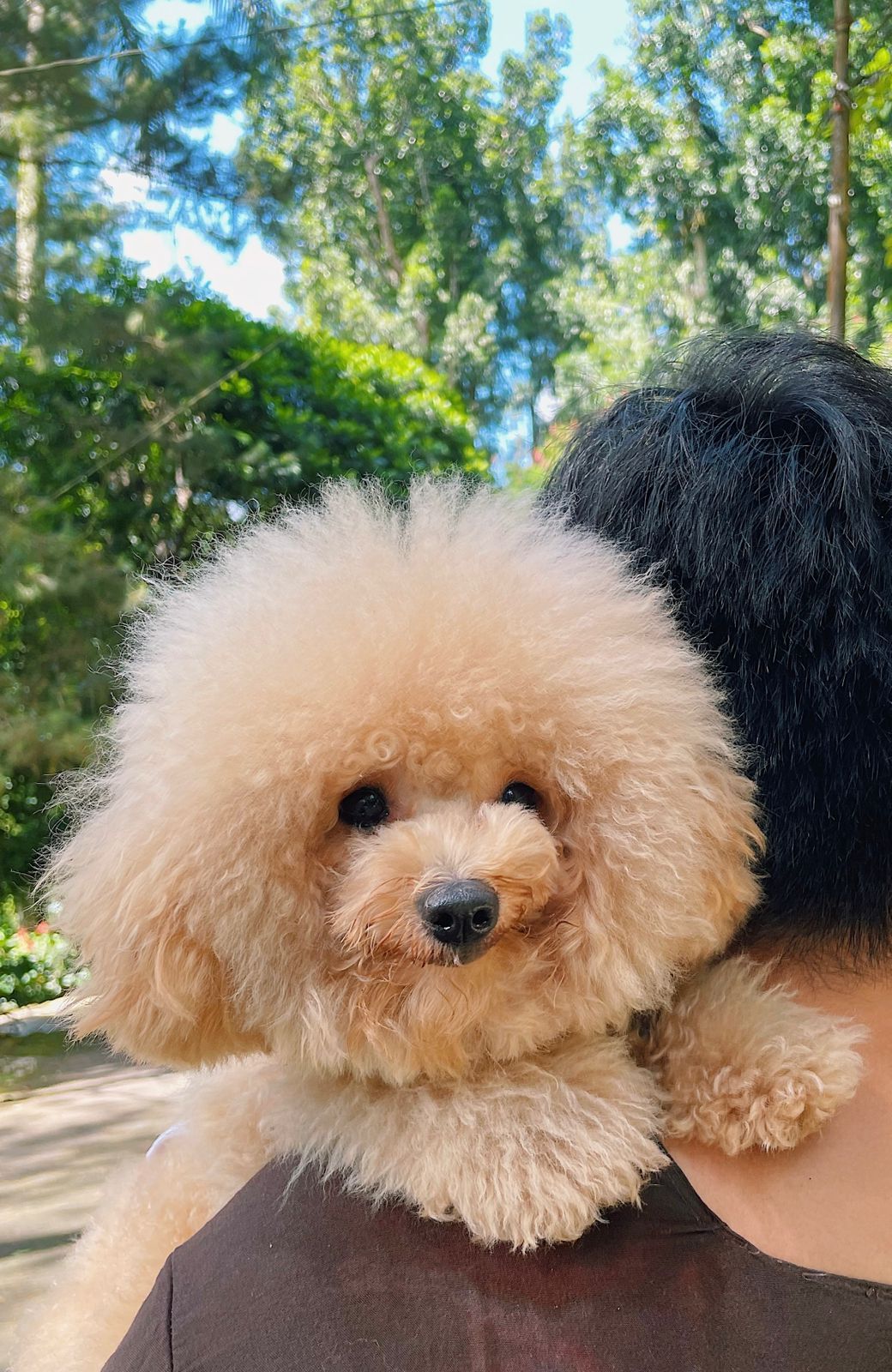 Shampoo untuk anjing red sales poodle