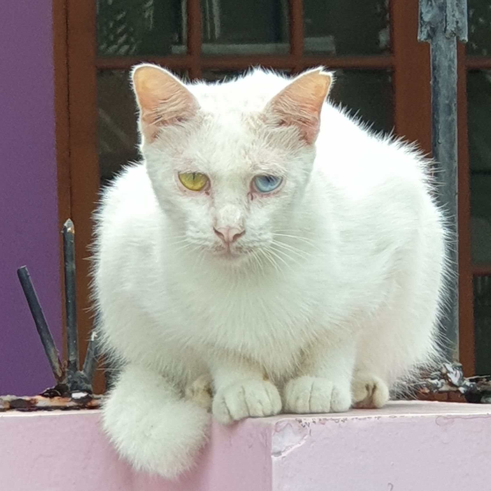 anak kucing putih mata biru